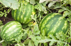 Jamato Banana Pear (Slicer Tomato)